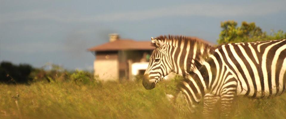 Ol Pejeta Holiday Villas ナニュキ エクステリア 写真