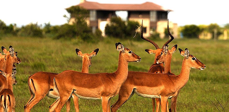 Ol Pejeta Holiday Villas ナニュキ エクステリア 写真