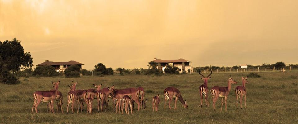 Ol Pejeta Holiday Villas ナニュキ エクステリア 写真