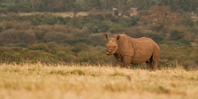 Ol Pejeta Holiday Villas ナニュキ エクステリア 写真